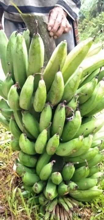 Buah Pisang Nangka Mentah Super Buah Banana Lazada Indonesia