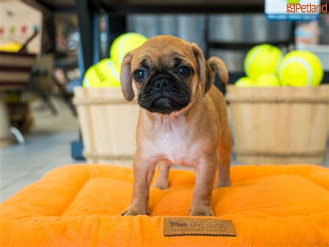 Puggle Available In 2021 Puggle Puppies Puggles For Sale