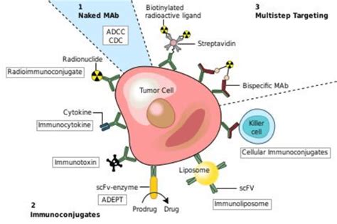 Monoclonal antibodies for cancer | Download Scientific Diagram