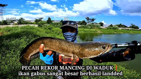 REKOR MANCING CASTING DI WADUK STRIKE IKAN GABUS SANGAT BESAR BERHASIL