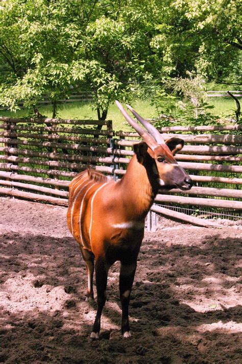 Bongo Tragelaphus Eurycerus Foto And Bild Tiere Zoo Wildpark