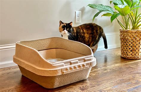 Best Cat Litter Boxes In 2023 According To Veterinarians Ph