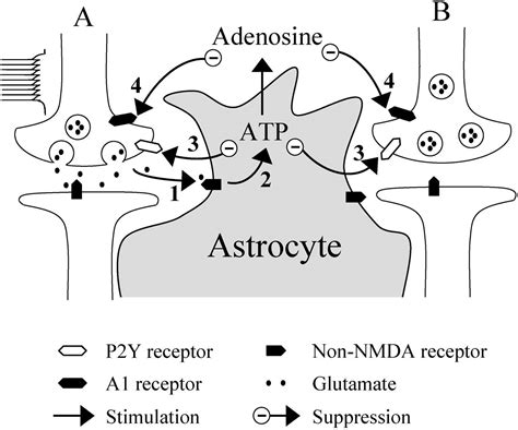 Atp Released By Astrocytes Mediates Glutamatergic Activity Dependent