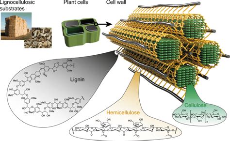 Components And Structure Of Lignocellulosic Plant Cell Walls