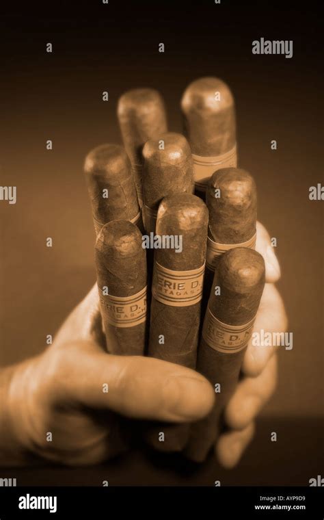 Male Hand Holding Eight Cuban Cigars Stock Photo Alamy