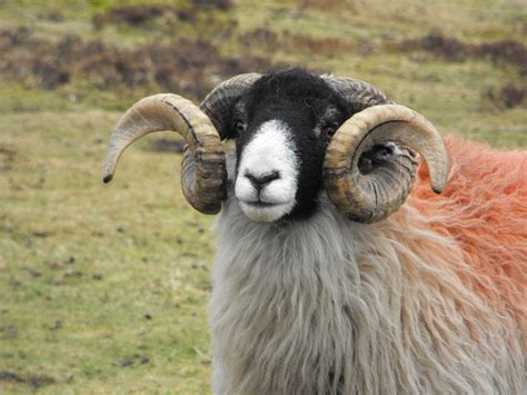 Photograph Gallery Sheep And Lambs Swaledale Sheep Think Differently