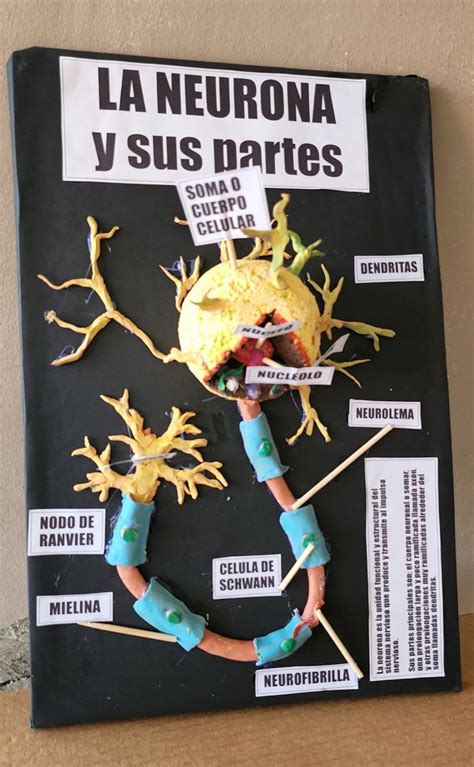 Maqueta De La Neurona Y Sus Partes En 2024 Manualidades Escolares Manualidades Neuronas