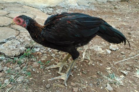 Ayam Shamo Umur 3 Bulan Michael Qolbu