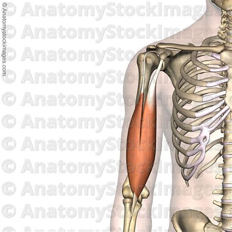 Anatomy Stock Images Shoulder