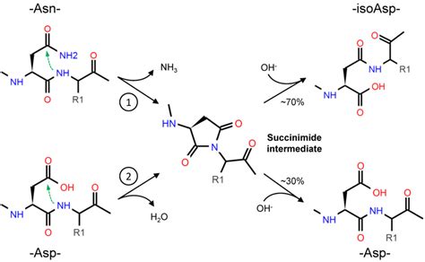 Asparagine Asn Deamidation 1 Starts With The Nucleophilic Attack