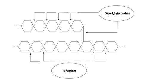 Starch Hydrolysis Test Principle Procedure Results Uses Biology