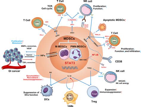 The Role Of Myeloidderived Suppressor Cells In Gastrointestinal Cancer