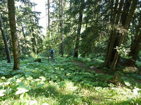 Zuerst Noch Durch Den Wald Fotos Hikr Org