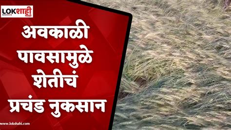 Hingoli Unseasonal Rain अवकाळी पावसामुळे हिंगोली जिल्ह्यातील शेतीचं