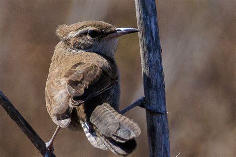 Canon RF 100-400mm f/5.6-8 Review | Affordable, Portable, Sharp!