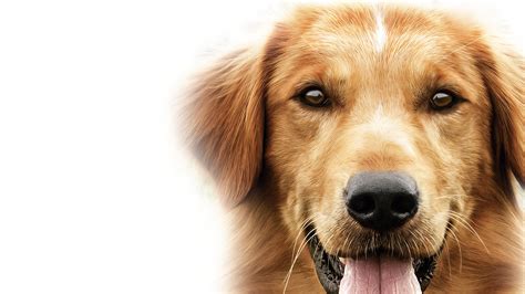 A Dog’s Purpose – Watch Full Movie HD | Free Download