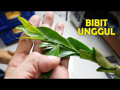 Ciri Ciri Bibit Jeruk Santang Madu Asli Bibit Unggul 25 Ribuan YouTube