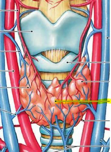 Thyroid Gland Anatomy Flashcards Quizlet