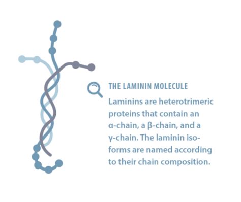 Our Technology - BioLamina 