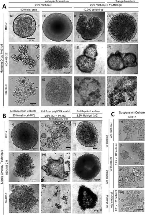 Representative Microphotographs Of Most Frequently Formed Structures