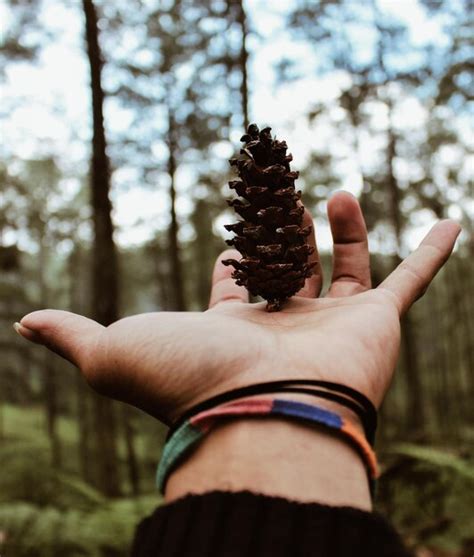 Premium Photo Close Up Of Hand Holding Pine Cone Against Trees