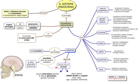 Sistema Endocrino Mappa Concettuale