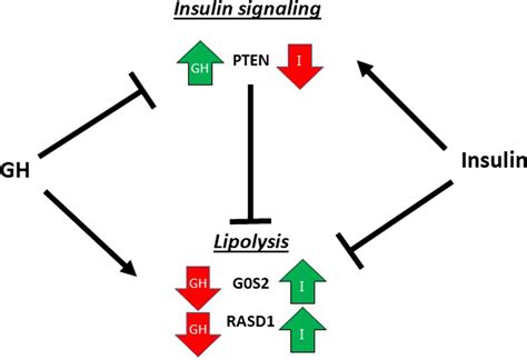 Schematic Model And Interpretation Of The Data Regarding The Download Scientific Diagram