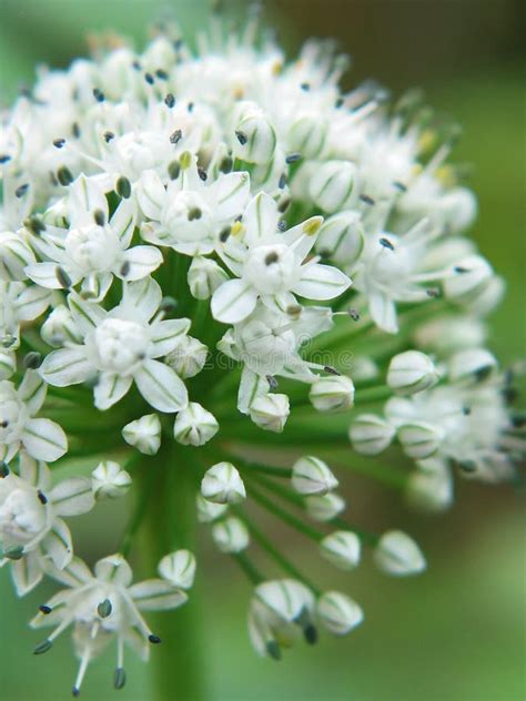 Flores Da Cebola Para A Semente Que Propogating Foto De Stock Imagem