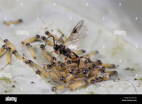 Parasitic Wasp Cotesia Apanteles Glomerata Laying Eggs On Large White