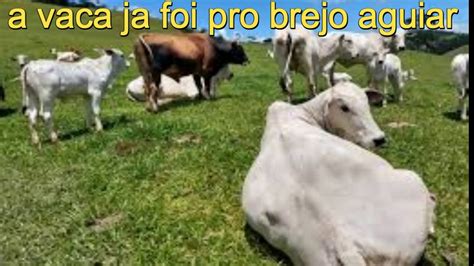 A Vaca Foi Pro Brejo Youtube