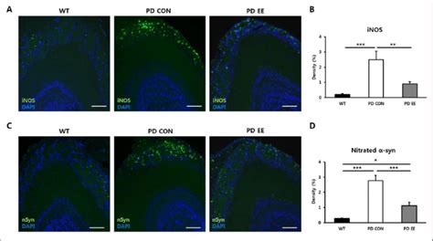 An Enriched Environment Ameliorates Oxidative Stress And Nitrated A Syn