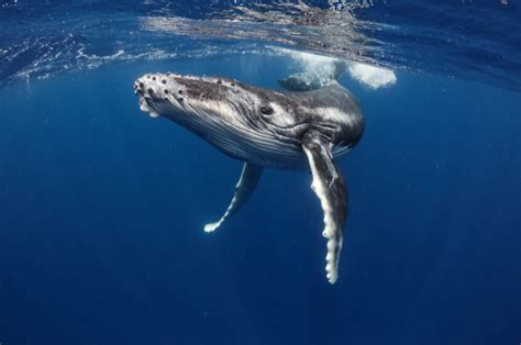 Manfaat Muntahan Ikan Paus Sumber Kekayaan Alam Bawah Laut Konteks