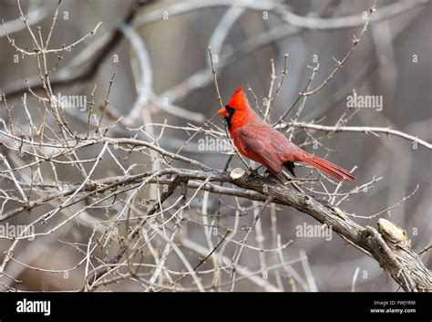 Northern Cardinal Montreal Quebec Canada Stock Photo Alamy