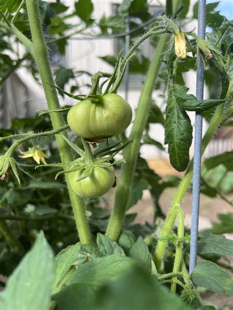 Happy Little Tomatoes Heather Holleman
