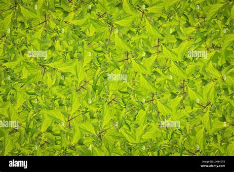 Fruit Pattern Background Plant Clothes Pattern Stock Photo Alamy