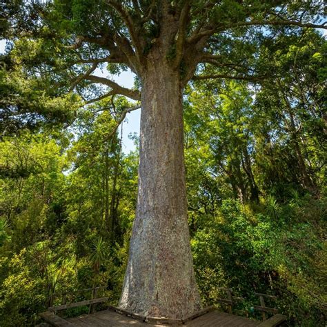 Kauri Nz Nurseries