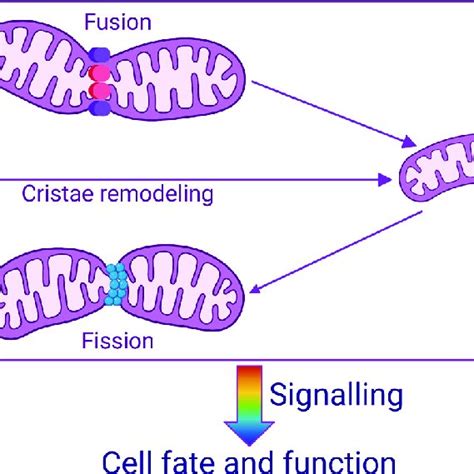 Mitochondrial Dynamics Dictate Cell Fate And Function Mitochondria Are