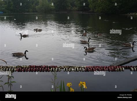 Pigeons feeding at Crystal Palace, London, United Kingdom Stock Photo - Alamy