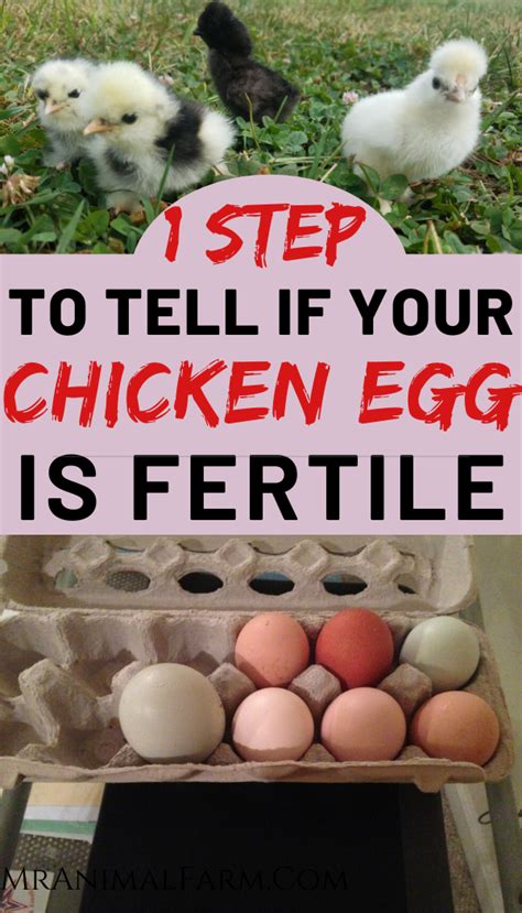 How To Tell If Your Chicken Egg Is Fertile In 2024 Chicken Eggs Backyard Chicken Farming