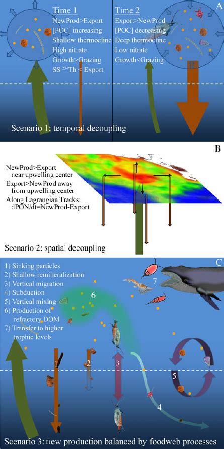 Schematic Diagram Showing Potential Reasons For A Deficit Of Sinking Download Scientific