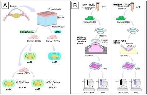 Ijms Free Full Text A Framework For Human Corneal Endothelial Cell Culture And Preliminary