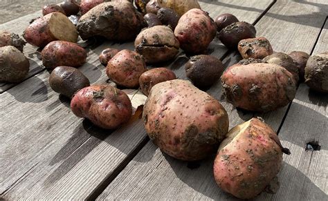 How To Store Homegrown Potatoes Storables