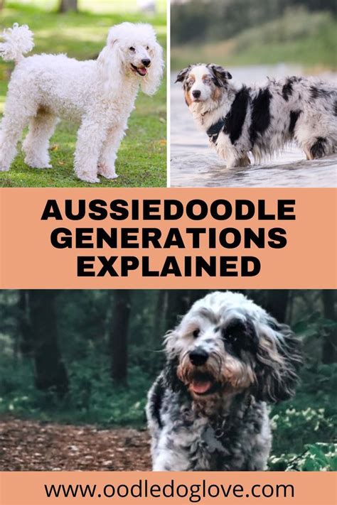 Aussiedoodle Generations F1 F1b F1bb F2 F2b F2bb F3 Explained Artofit