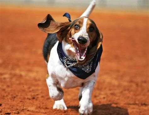 Nine Hilarious Photos Of Basset Hounds Running