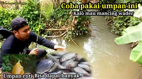 Mantap Mancing Wader Kali Ini Pakai Joran Lentur Di Selokan Sawah