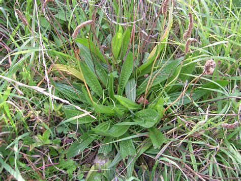 A Forager's Treasury ID gallery: Plantains (Plantago species)