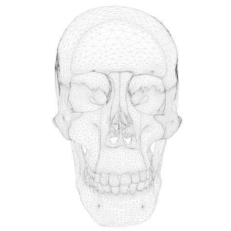 Anatomical Atlas Of The Human Skull 3d Model Cgtrader