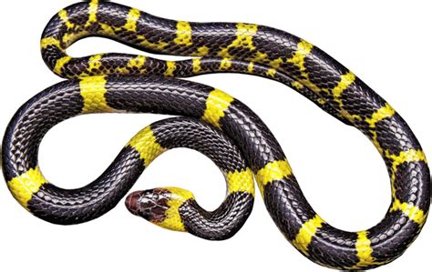 Snake Clipart King Snake Snake King Snake Transparent Free For