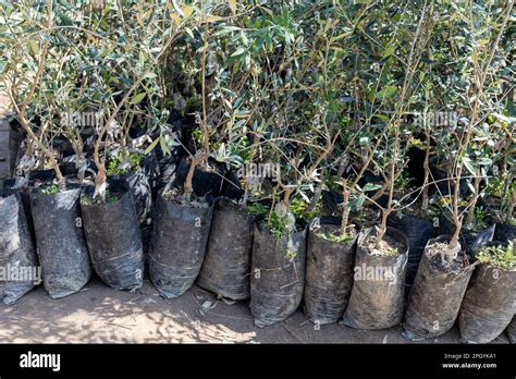 Seedlings Of Olive Trees In Plant Nursery Available For Sale In Plastic