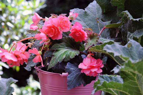 Complete Guide To Growing Begonias Overwintering Tubers Plant Tips